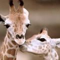 動物の“同性愛”１０種