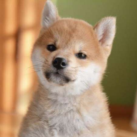 おり紙で柴犬をつくろう！※当日予約OK