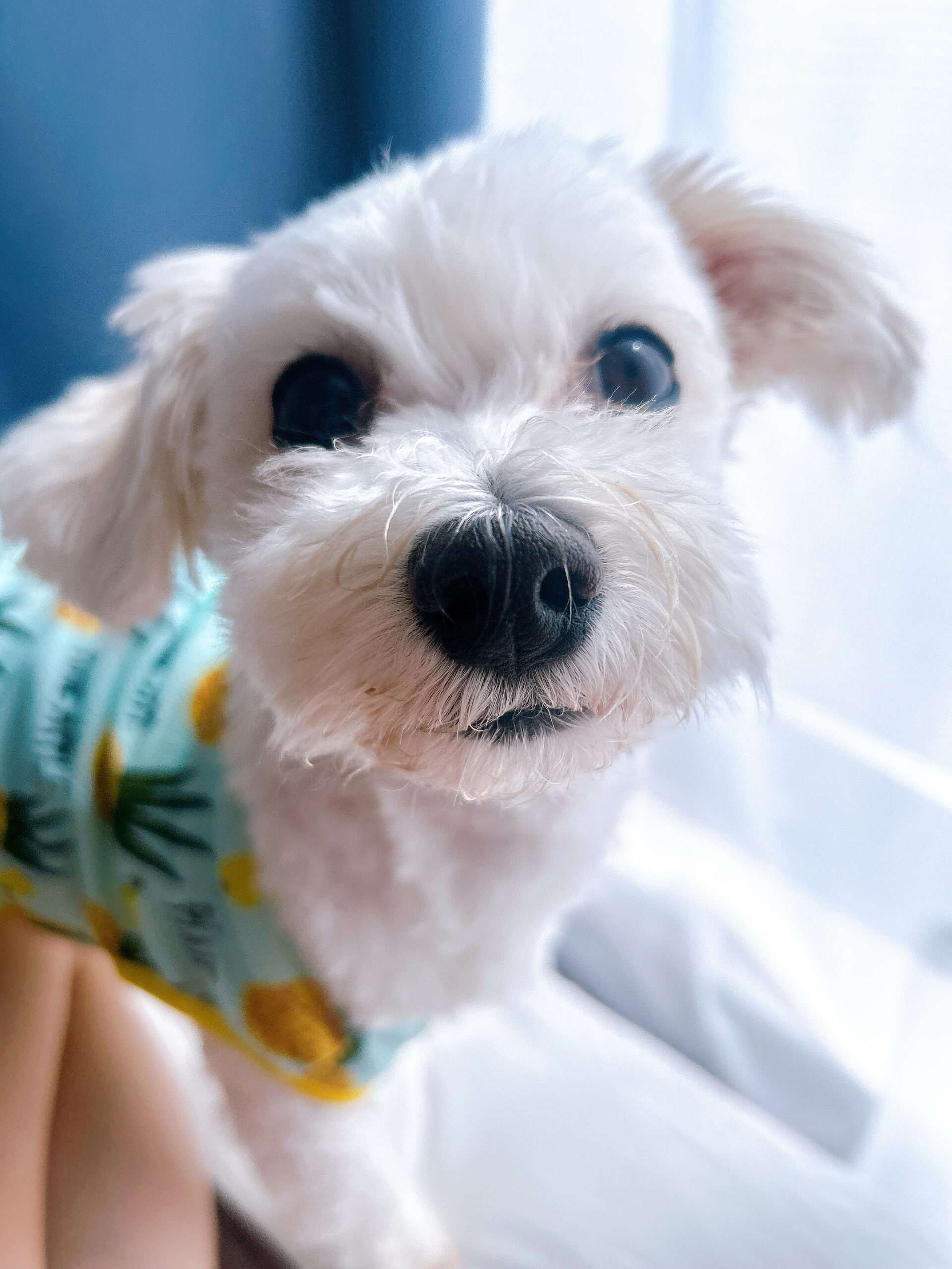 【都内】犬好き＆犬飼いの会【9/30締切】