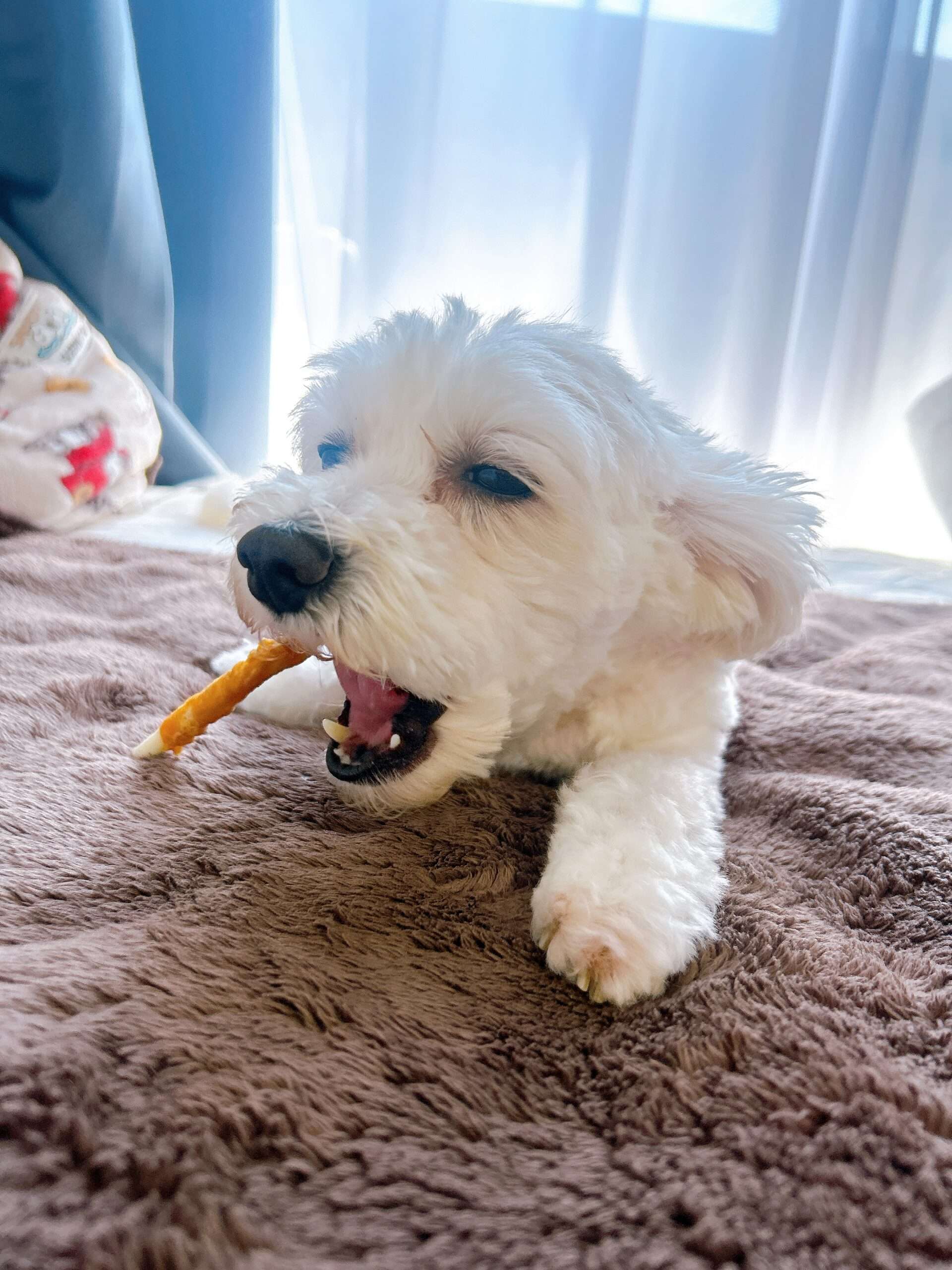 残１【都内】犬好き&犬飼い飲み会🍻