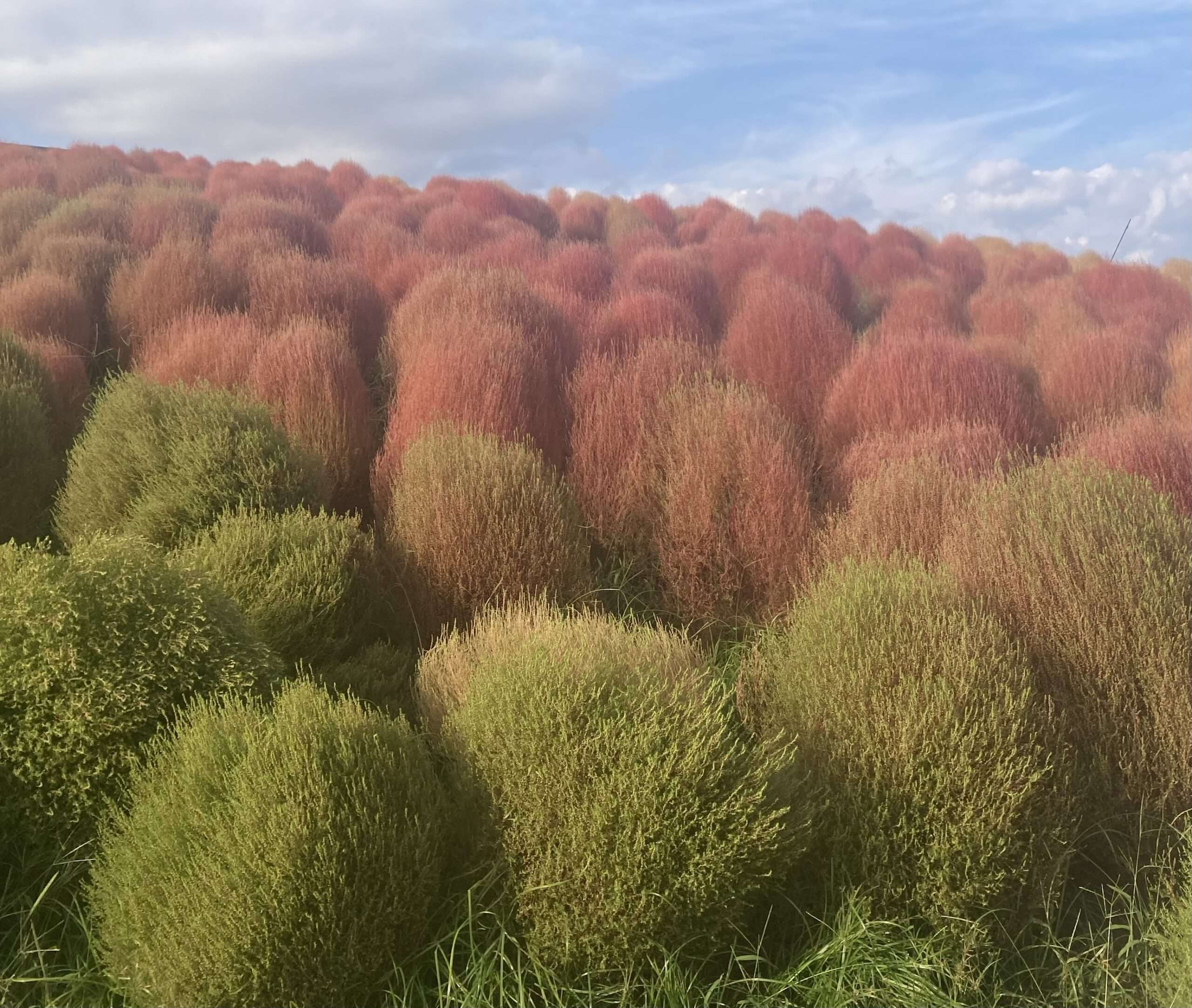 💖オンライン座談会🌈今回は無料✨（成人女性～５０歳）