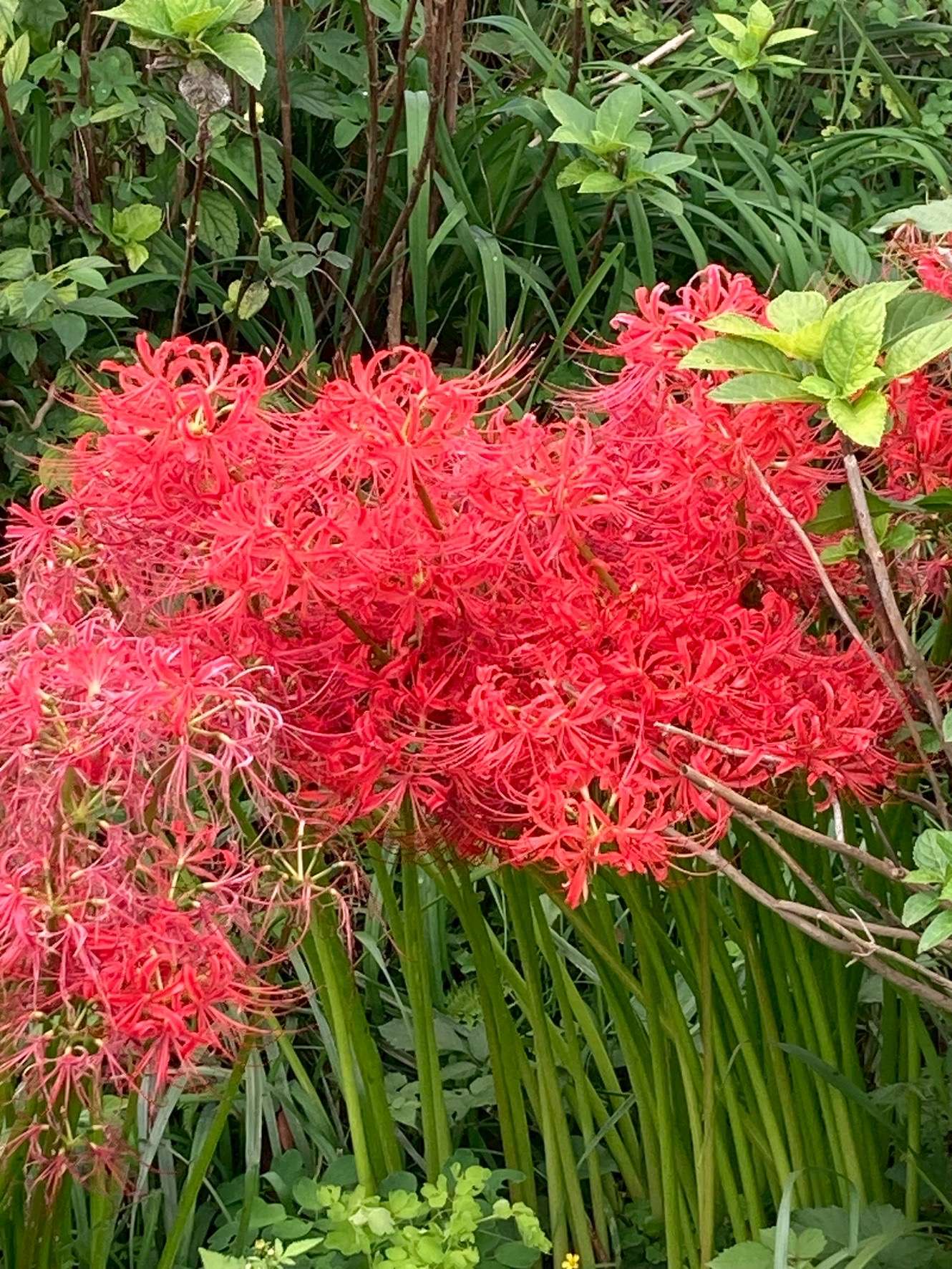 【カップルさん👫】池袋で、レッツ、ソーシャライズ‼️