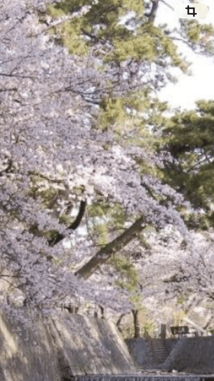 シングルオフ：西宮ランチと夙川散歩★45歳以上中性～フェム